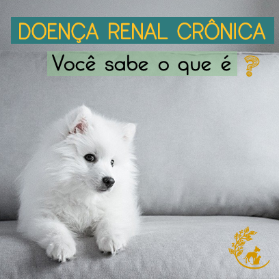 Doença renal crônica em cães e gatos