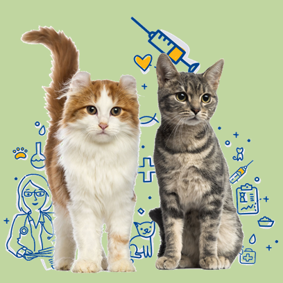 Download A Vacinação De Cães E Gatos - Caes E Gatos Desenho - Full