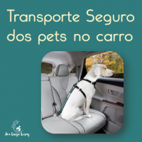 transporte seguro de pets no carro